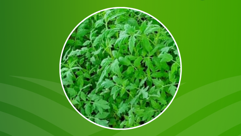 Semences de crincrin